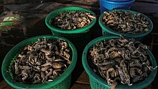 R�st cen pohonných hmot ochromil rybá�e v thajské provincii Samut Sakhon. (25....
