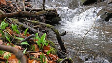 Medv�dímu �esneku se da�í ve vlh�ím prost�edí, najít ho tak lidé mohou t�eba...