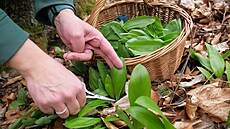 Zásadou je netrhat celé rostlinky, a u� v�bec ne i s cibulkou.