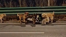 Kradená skupina ps� utekla z �eznického auta a vrátila se dom�