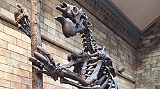 P�írodopisné muzeum v Londýn� (2. prosince 2025)