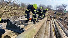 Fena jezev�íka uvázla v �onov� u Nového M�sta nad Metují pod betonovými sloupy,...