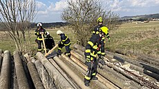 Fena jezev�íka uvázla v �onov� u Nového M�sta nad Metují pod betonovými sloupy,...