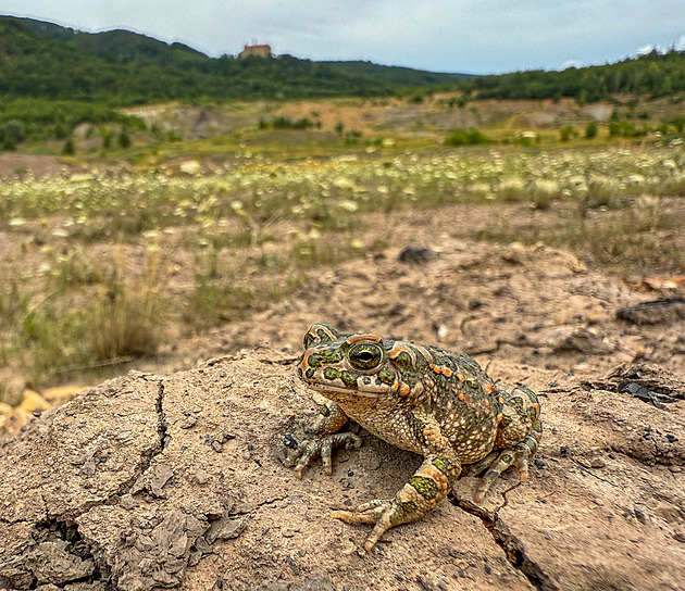 Stohlavé stádo jelenů. Přírodovědec natočil v lomu ČSA unikátní zimní záběry