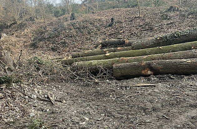 Exstarostu Boršova Zemana spojili s kácením dubů, ten teď žádá omluvu