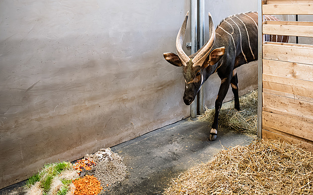 Zpátky do Afriky. Dvorská zoo připravuje přesun čtveřice samců z Evropy