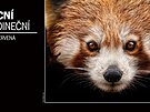 Panda �ervená: P�esto�e se jmenuje panda, je p�íbuzn�j�í spí�e mýval�m. Tyto...