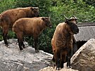 Takin indický: Tento mohutný kopytník ze strmých himalájských svah� je v Evrop�...