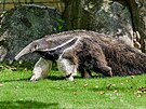 Mravene�ník velký: Zví�e, které vypadá jako z jiného sv�ta díky svému...