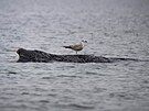 Velryba uvízla na m�l�in� v zálivu Wismar v N�mecku. (28. b�ezna 2026)