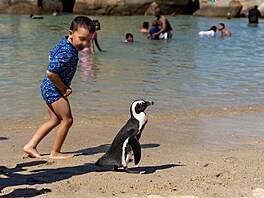 Plá� Boulders Beach se nachází na Kapském poloostrov� v jihoafrickém Simon�s...