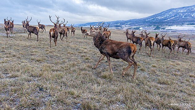 Zimn� st�da jelen� evropsk�ch se setk�vaj� v�lomech zejm�na kv�li klidu, dostate�n� potravn� nab�dce a omezen� sn�hov� pokr�vce. Lom �SA