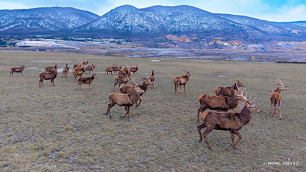 Zimn� st�da jelen� evropsk�ch se setk�vaj� v�lomech zejm�na kv�li klidu, dostate�n� potravn� nab�dce a omezen� sn�hov� pokr�vce. Lom �SA