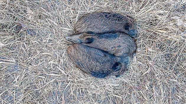 V�zimn�ch teplot�ch �asto prasata divok� le�� ve spole�n�ch brloz�ch, aby optimalizovala ztr�ty tepla. Lom �SA