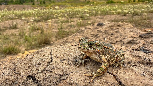Ropucha zelen� je oboj�iveln�k otev�en� krajiny s�m�lk�mi vodn�mi plochami s�b�ehovou vegetac�. Lom �SA