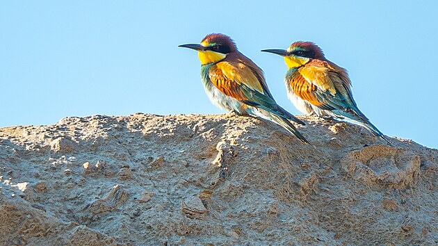 Vlha pestr� je jedn�m z�na�ich nejbarevn�j��ch pt�k�. Hn�zd� v�nor�ch, kter� si hrabe v sypk�ch substr�tech. Lom Vr�any