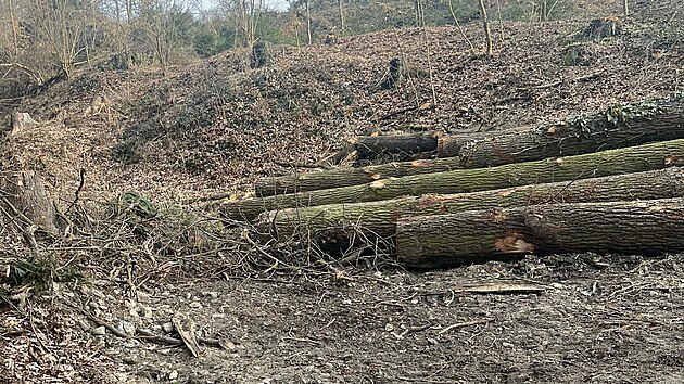 Obec nechala na okraji Bor�ova nad Vltavou vyk�cet zhruba 50 dub�. (b�ezen 2026)