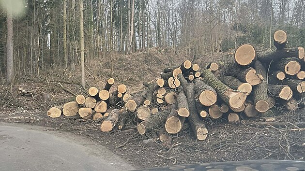 Obec nechala na okraji Bor�ova nad Vltavou vyk�cet zhruba 50 dub�. (b�ezen 2026)