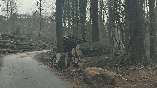 Obec nechala na okraji Bor�ova nad Vltavou vyk�cet zhruba 50 dub�. (b�ezen 2026)