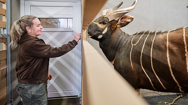 P��e o jedince bonga horsk�ho vybran� k transportu do Afriky v Safari Parku Dv�r Kr�lov� nad Labem