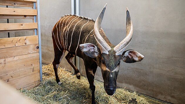 P��pravy na transport bonga horsk�ho do Afriky v Safari Parku Dv�r Kr�lov� nad Labem