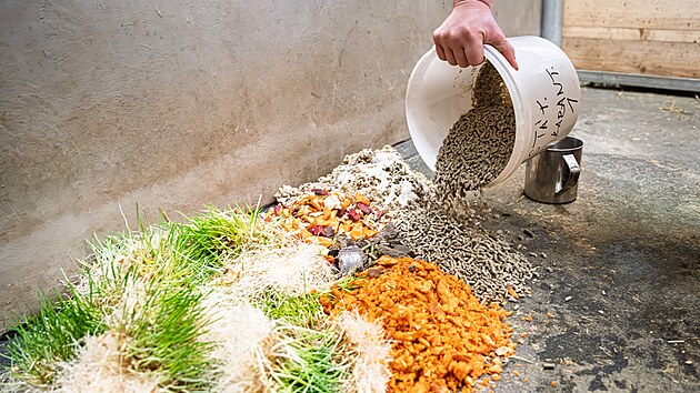 P��pravy na transport bonga horsk�ho do Afriky v Safari Parku Dv�r Kr�lov� nad Labem