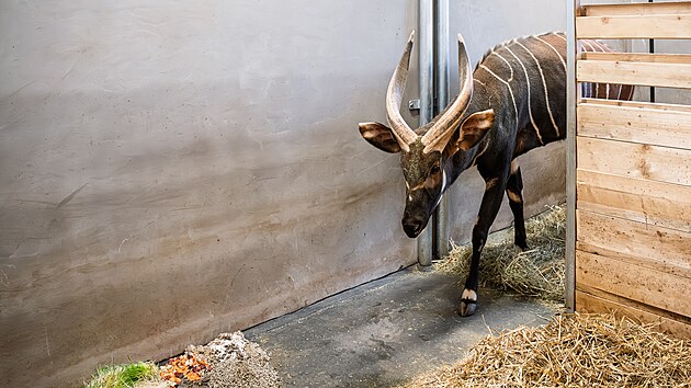 P��pravy na transport bonga horsk�ho do Afriky v Safari Parku Dv�r Kr�lov� nad Labem