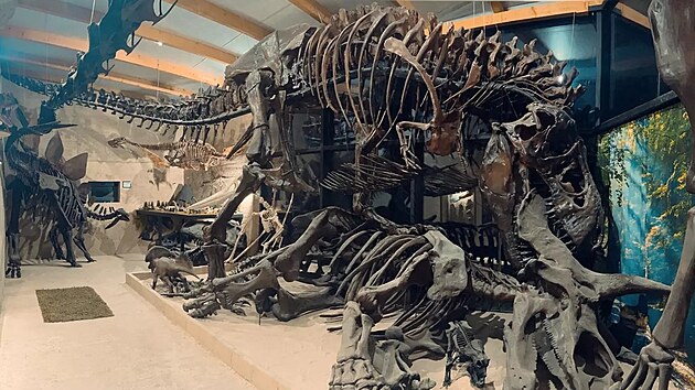 Müzede gerçek boyutlu bir Tyrannosaurus iskeleti sergileniyor