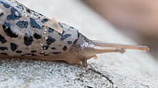 Extrémn� detailní záb�r odhaluje �erného leopardího slimáka (Limax maximus),...