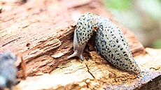 Velký �edý slimák, Limax maximus, na starém pa�ezu