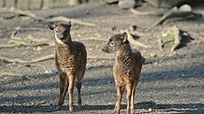 D��ínská zoologická zahrada se raduje z trojnásobného p�ír�stku ohro�eného...