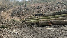 Obec nechala na okraji Bor�ova nad Vltavou vykácet zhruba 50 dub�. (b�ezen 2026)