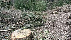 Obec nechala na okraji Bor�ova nad Vltavou vykácet zhruba 50 dub�. (b�ezen 2026)