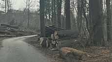 Obec nechala na okraji Bor�ova nad Vltavou vykácet zhruba 50 dub�. (b�ezen 2026)