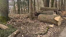 Obec nechala na okraji Bor�ova nad Vltavou vykácet zhruba 50 dub�. (b�ezen 2026)