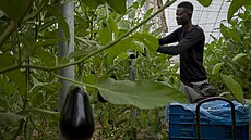 Pracovník na plantá�i lilku v obci El Ejido v provincii Almería ve �pan�lsku...