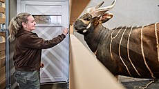 Pé�e o jedince bonga horského vybrané k transportu do Afriky v Safari Parku...
