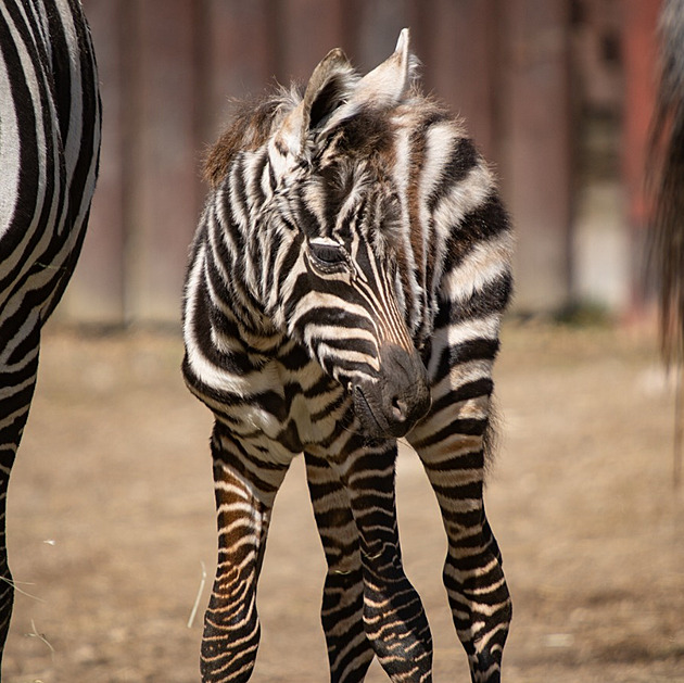 Liberecká zoo slaví přírůstek, hřebeček je nadějí pro ohrožené zebry