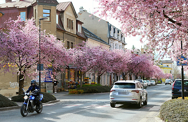 OBRAZEM: Jako v Japonsku. Turnovskou ulici zbarvily kvetoucí sakury dorůžova