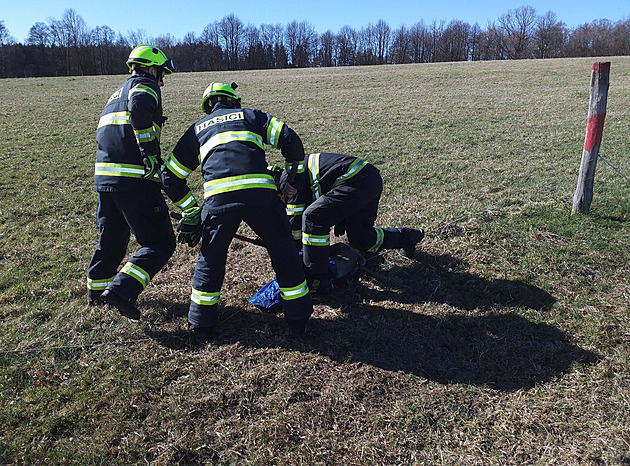 Srnec se parožím zachytil v elektrickém ohradníku, hasiči ho bleskově vyprostili