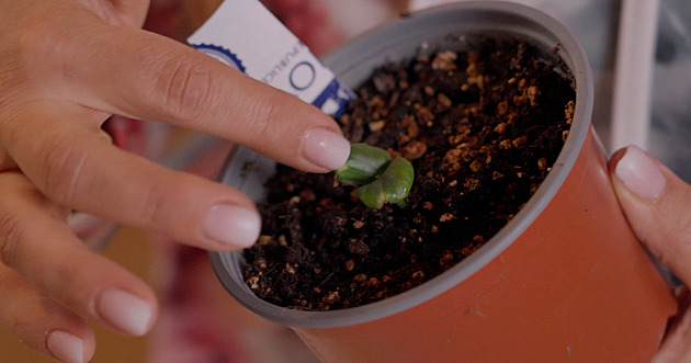 Jak správně přepíchat sazeničky. Jak je neutopit, a co jim udělat s kořínky