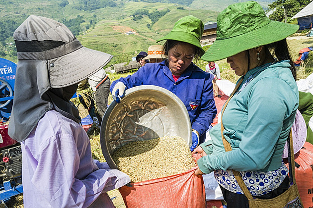 Mlýny bez elektřiny a drahá hnojiva. Válka ochromuje pěstování rýže ve Vietnamu