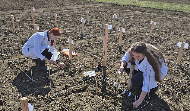 Vědci v Olomouci vyseli geneticky upravený ječmen, lépe odolá změnám klimatu