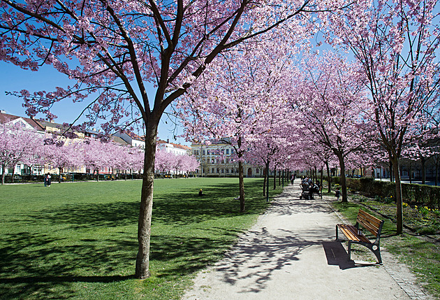 OBRAZEM: Sakury, narcisy i magnolie. Plzeň rozkvetla do krásy, podívejte se
