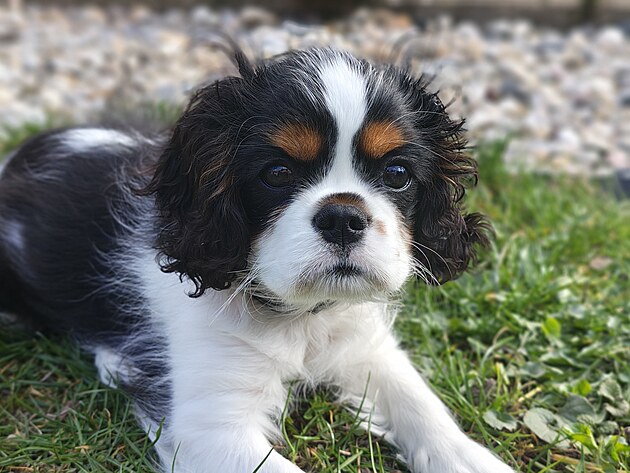Merlin