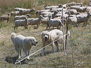 Dvojí ochrana. Chovatelé ovcí dostávají nyní peníze i na nákup ps�. Do budoucna...