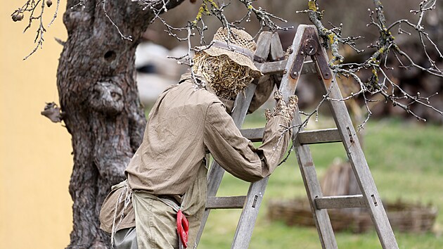 D�da Alois na �tafl�ch st��h� v�hony jablon� v zahrad� v Ole�n�. (2. dubna 2026)