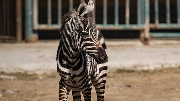 Samec, kter� se narodil koncem minul�ho t�dne, je v dobr� kondici a prosp�v�.