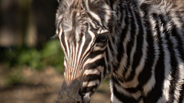 Samec, kter� se narodil koncem minul�ho t�dne, je v dobr� kondici a prosp�v�.