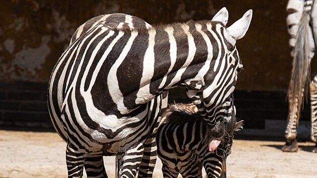 Samec, kter� se narodil koncem minul�ho t�dne, je v dobr� kondici a prosp�v�.